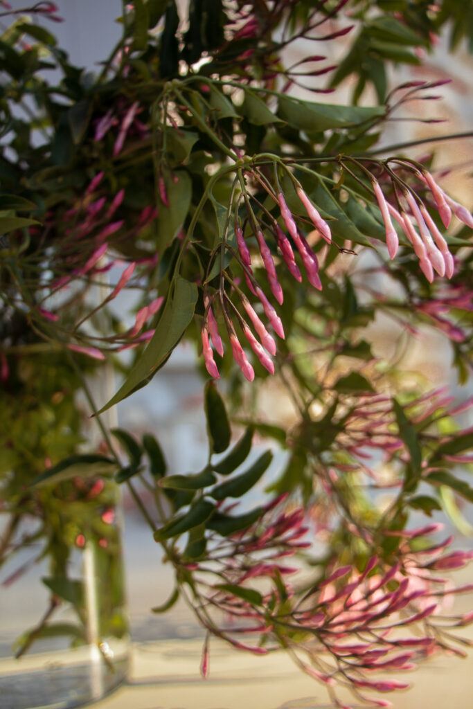 Close-up of wildflowers.