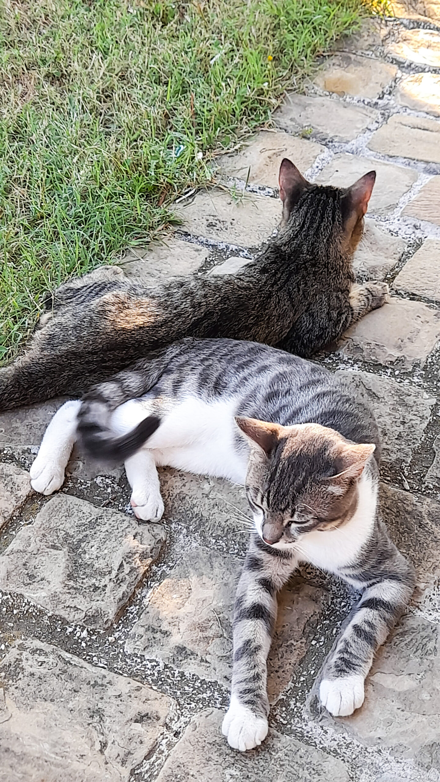 Due gatti stesi uno accanto all'altro si riposano
