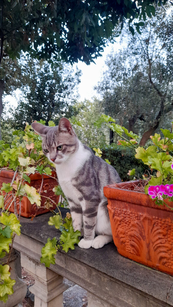 Un gatto seduto tra due vasi fiori osserva incuriosito qualcosa