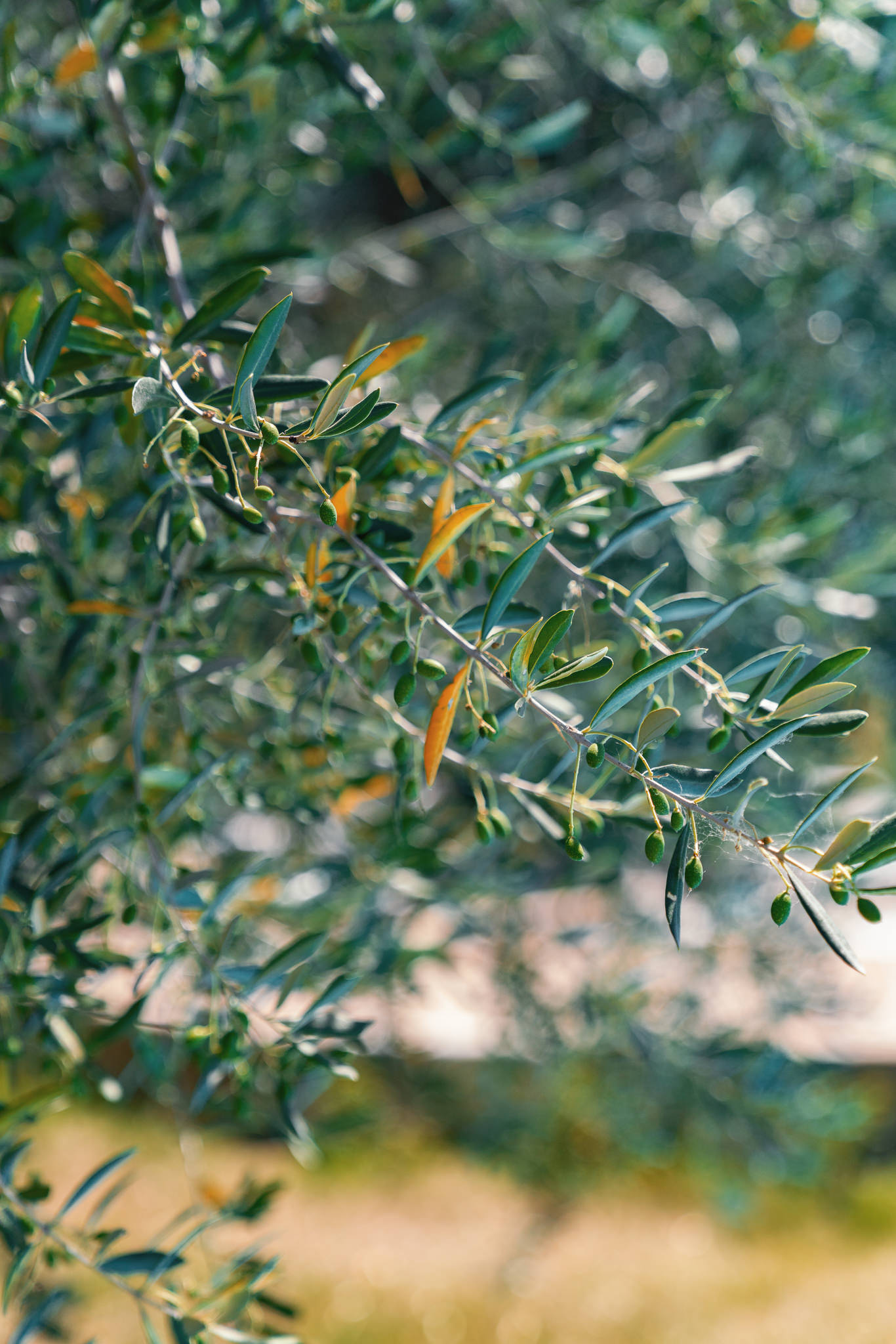 Ti piacerebbe assaggiare l’olio nuovo del Pignoccco?