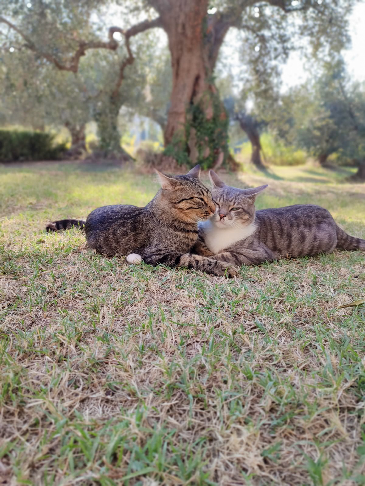 Due gatti fanno le fusa e si coccolano vicendevolmente