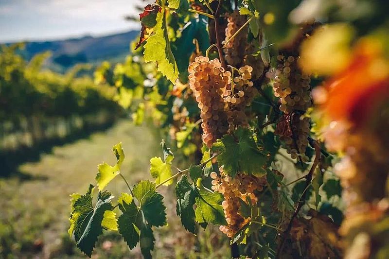 La strada del vino.